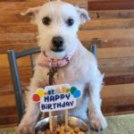 El restaurante más petfriendly de la CDMX