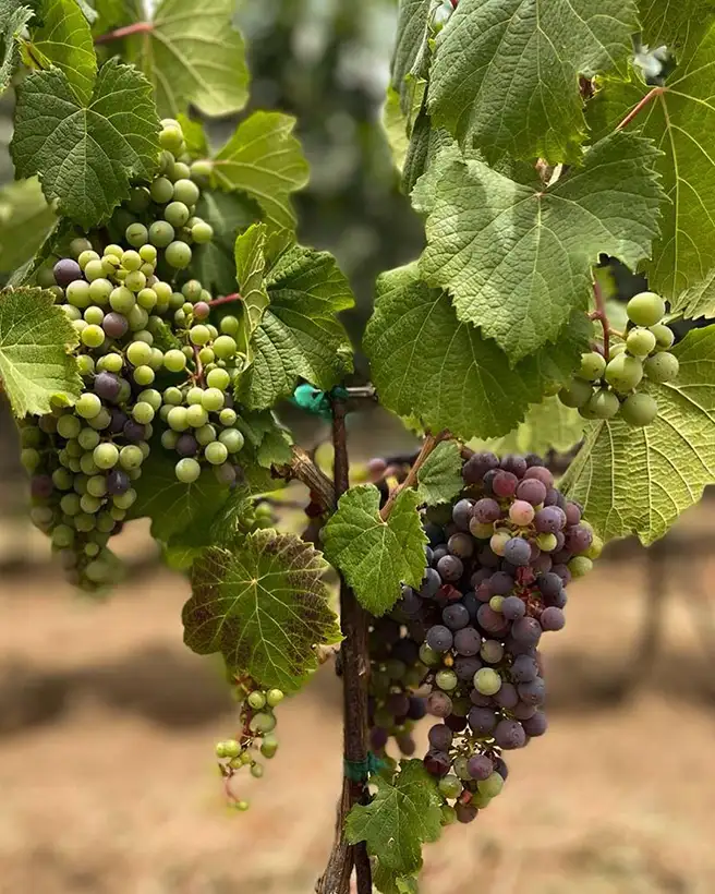 Tierra de Luz Hacienda Vinícola horarios dirección actividades vinos como llegar información