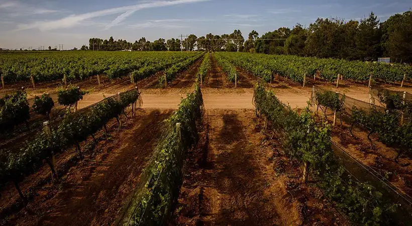 mejores vinos de México