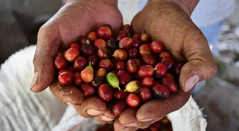 mejor café de colima