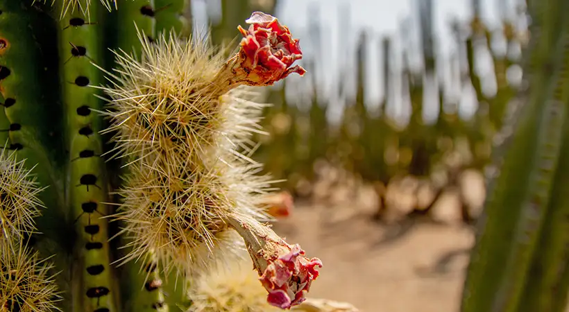 pitaya de jalisco