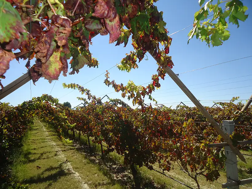 mejores vinos de dolores hidalgo