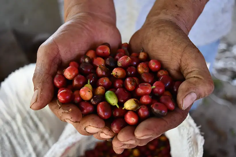 feria-del-ponche-pan-y-cafe-comala-2025-fechas-información-actividades